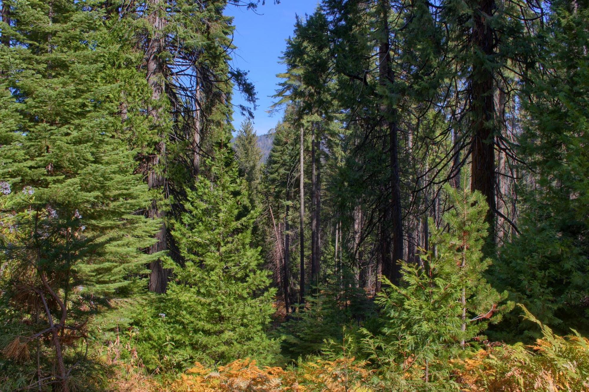Aspen House In Fish Camp- 2 Miles From Yosemite'S South Entrance Villa Екстериор снимка