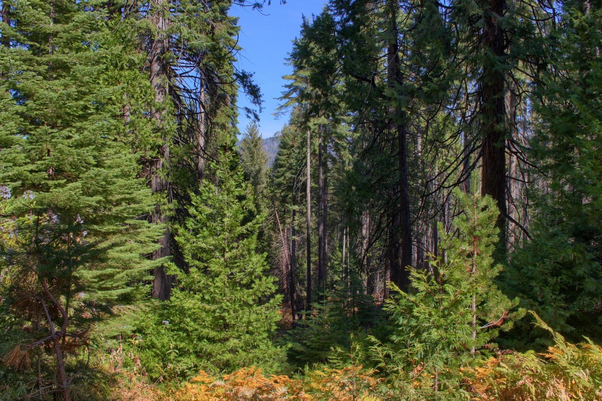 Aspen House In Fish Camp- 2 Miles From Yosemite'S South Entrance Villa Екстериор снимка